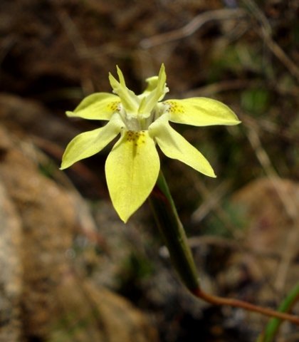 Moraea gawleri pointed tepals